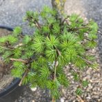 Smrekovec japonský (Larix kaempferi)  - výška: 80-90 cm, kont. C15L – BONSAJ